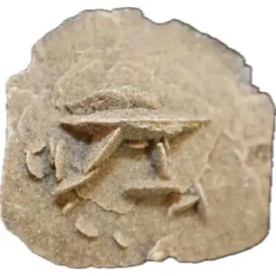 Desert Rose from Mexico