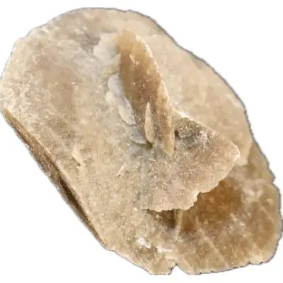 Desert Rose from Mexico