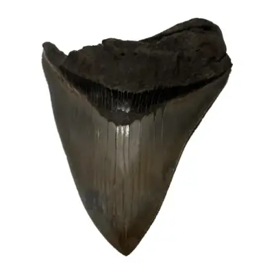 Megalodon Tooth from Georgia