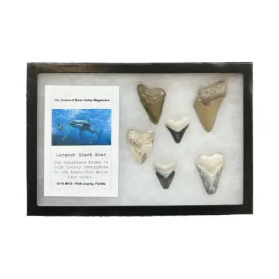 Collector Riker Box- Hadrosaur Bone