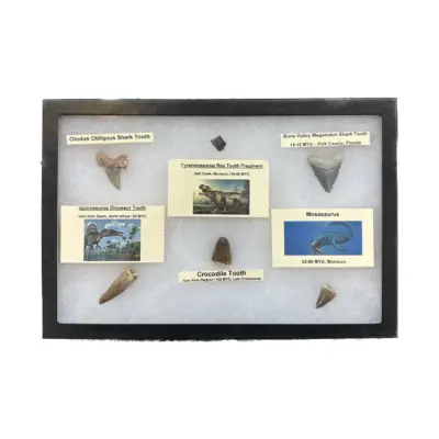 Daspletosaurus tooth, 2 1/2″ long