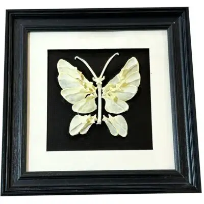 Ulysses Swallowtail butterfly