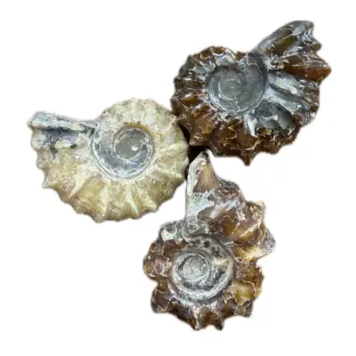 Ammonite pair in 3d floating frame