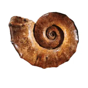 Ammonites