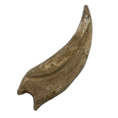 Spinosaurus Claw, composite, 7″