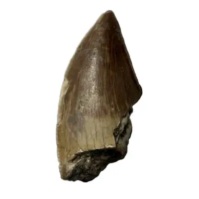 Majungasaurus dinosaur tooth, Serrated