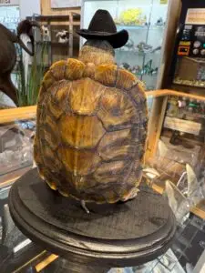 Turtle Cowboy Taxidermy Gaffe