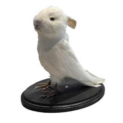 Rabbit Bird taxidermy gaffe "Rabird