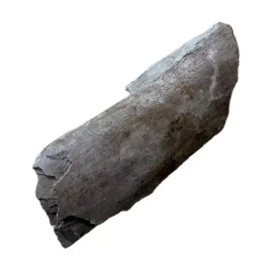 Mammoth Astragalus bone, Florida