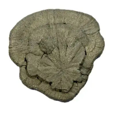 Pyrite Sun from Sparta, Illinois #4