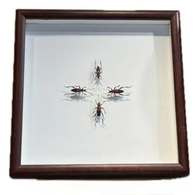 Centipede mounted in frame