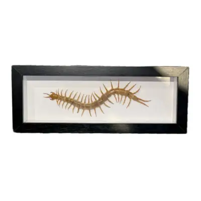 Framed Bug Art, professionally mounted