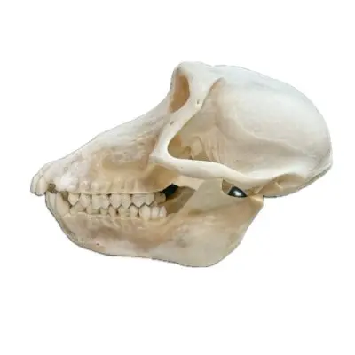 Wolf Skull, Large and Exceptional