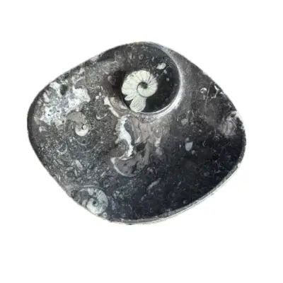 Goniatite Ammonite, Pyramid