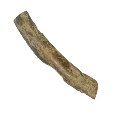 Fossil Walrus Tusk, WA state, 12″