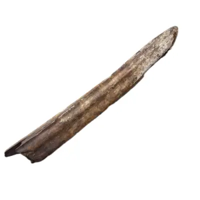 Fossil Walrus Tusk, WA state, 12″