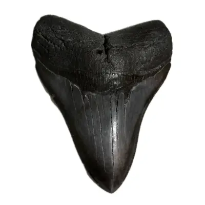 Woolly Mammoth Tooth, Nat no restore