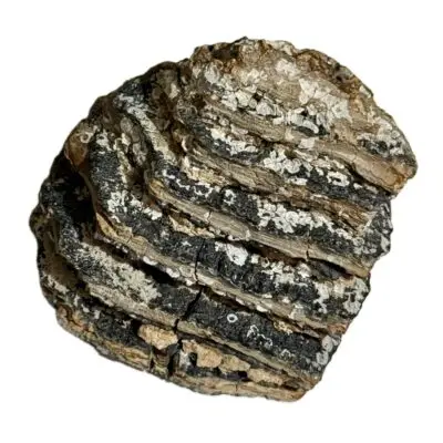 Woolly Mammoth Tooth, No restoration