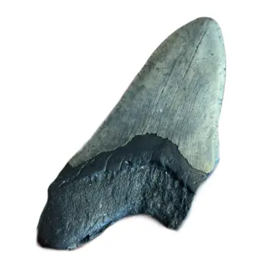 Megalodon Tooth, South Carolina, 5″