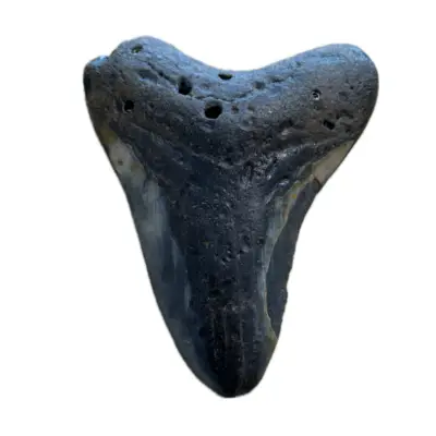 Megalodon Tooth  South Carolina 4 1/4"