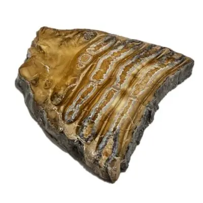 Woolly Mammoth Tooth slice, Alaska