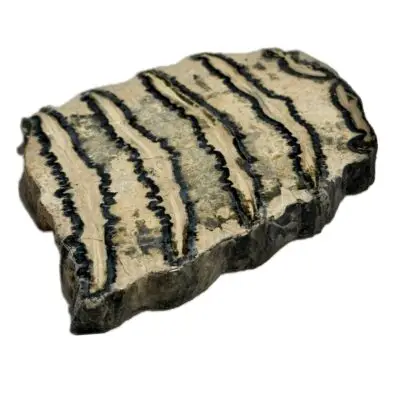 Mammoth Astragalus bone, Florida