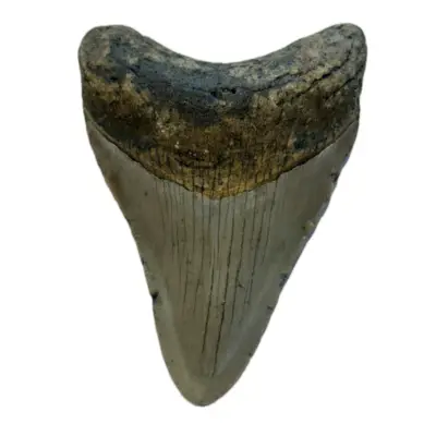 Megalodon Tooth, S. Carolina 3.90 inch