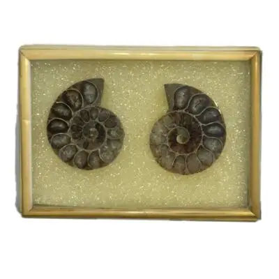 Ammonite pair in bamboo display