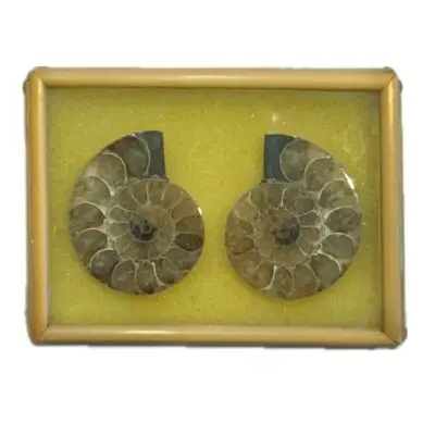 Ammonite pair in bamboo display
