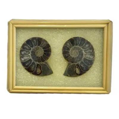 Ammonite pair in bamboo display