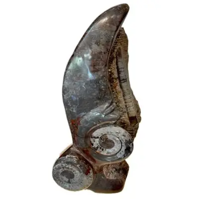 Ammonite and Orthoceras display