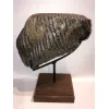 Woolly Mammoth Tooth, custom stand Prehistoric Online