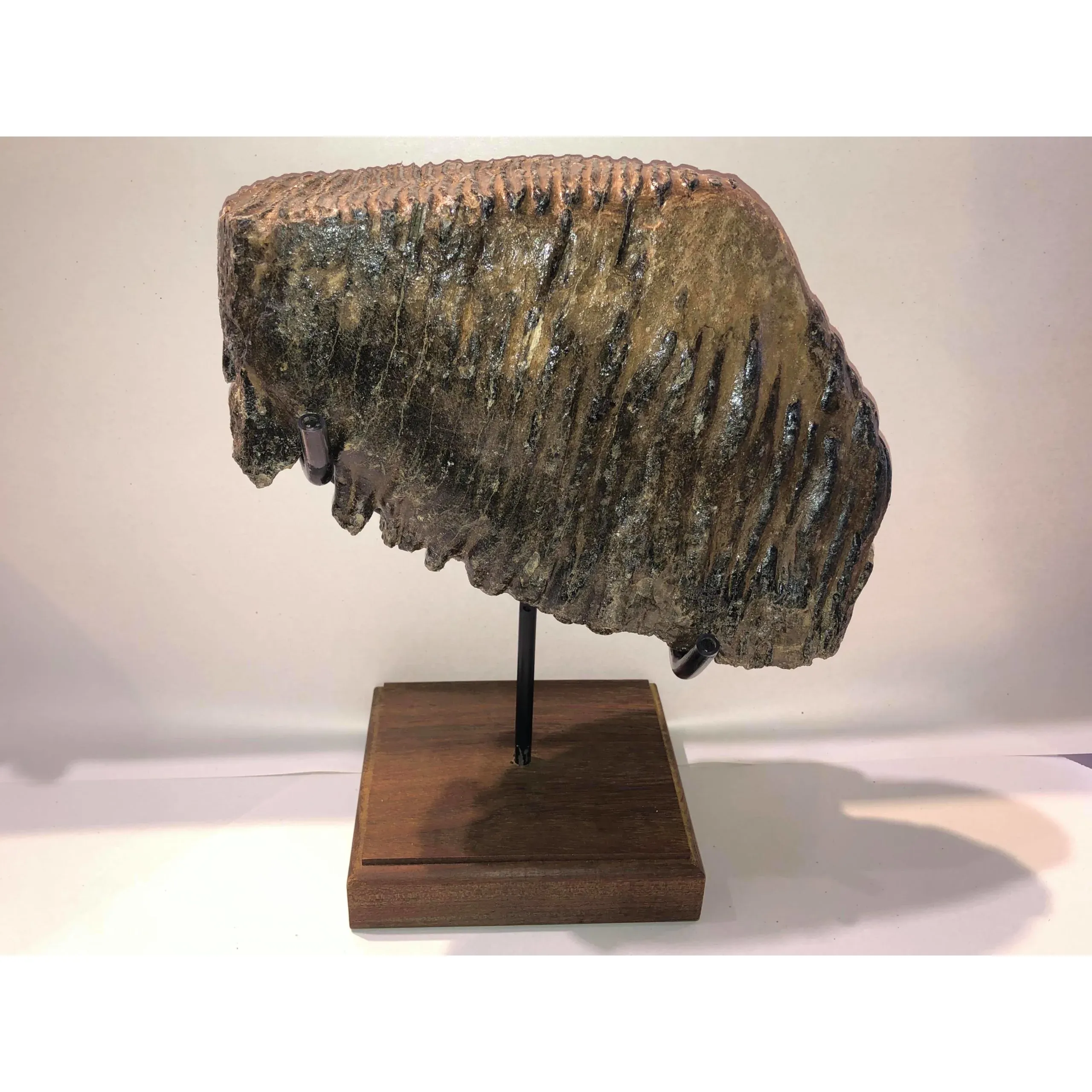 Woolly Mammoth Tooth, custom stand Prehistoric Online