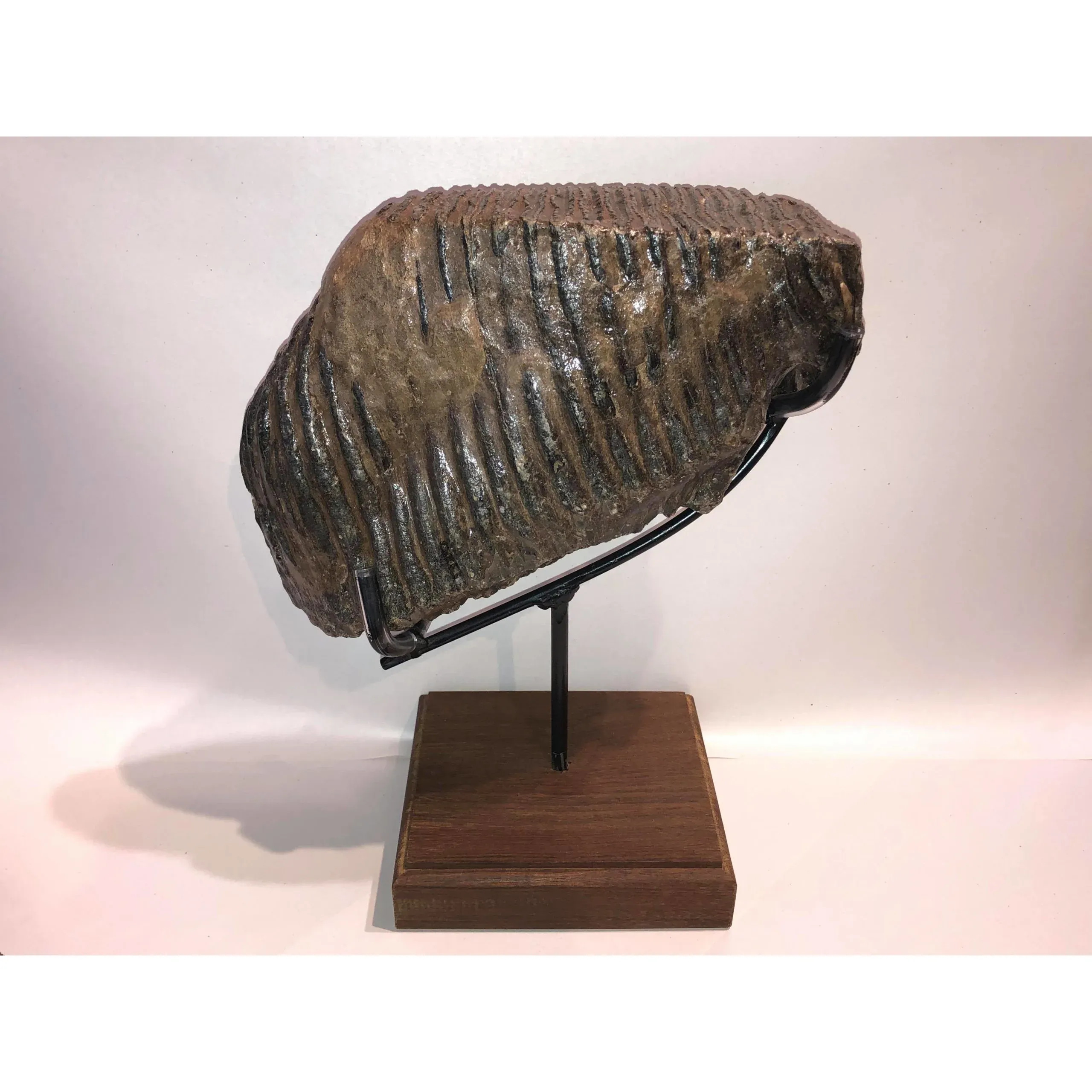 Woolly Mammoth Tooth, custom stand Prehistoric Online