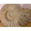 Agadir Ammonite fossil, 16 inch Prehistoric Online