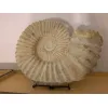 Agadir Ammonite fossil, 16 inch Prehistoric Online