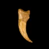 Spinosaurus Claw, huge 5 1/2 inches Prehistoric Online