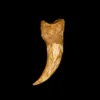 Spinosaurus Claw, huge 5 1/2 inches Prehistoric Online