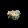 Mercenaria Permagna Clam  Florida Prehistoric Online