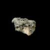 Mercenaria Permagna Clam  Florida Prehistoric Online