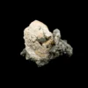 Mercenaria Permagna Clam  Florida Prehistoric Online