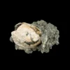 Mercenaria Permagna Clam  Florida Prehistoric Online