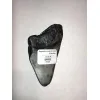 Megalodon Tooth, South Carolina, 3 3/4″ Prehistoric Online