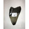 Megalodon Tooth, South Carolina, 4 1/2″ Prehistoric Online