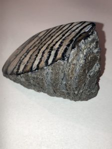 Woolly Mammoth Molar with root Prehistoric Online