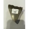 Megalodon Tooth  South Carolina 3 1/2″ Prehistoric Online