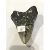 Megalodon Tooth  South Carolina 5 1/2″ Prehistoric Online