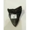 Megalodon Tooth  South Carolina 4 3/4″ Prehistoric Online