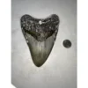 Megalodon tooth, 6.24 inches, Huge Prehistoric Online