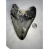 Megalodon tooth, 6.24 inches, Huge Prehistoric Online